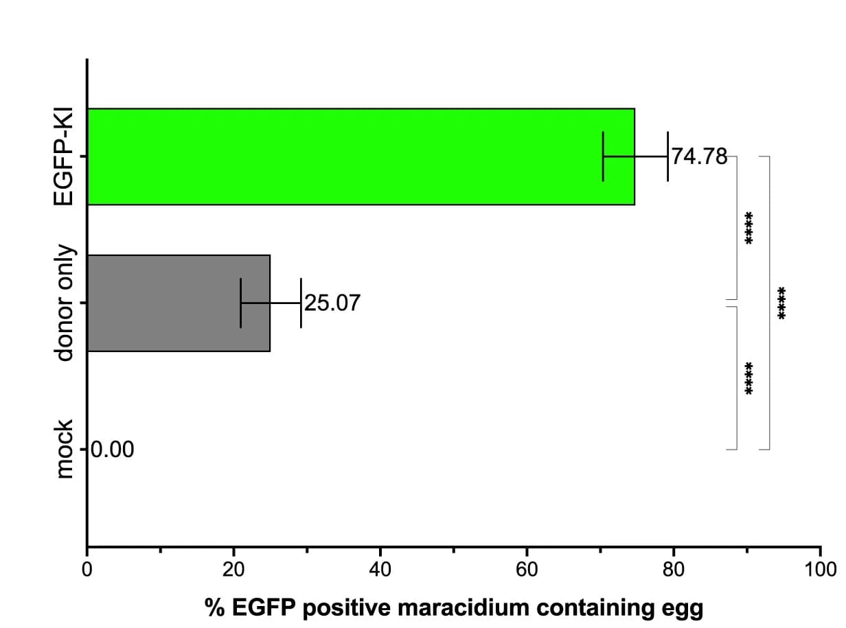 Open access visualization of Bar Plot, Error Bars, EGFP, Eggs, Miracidium