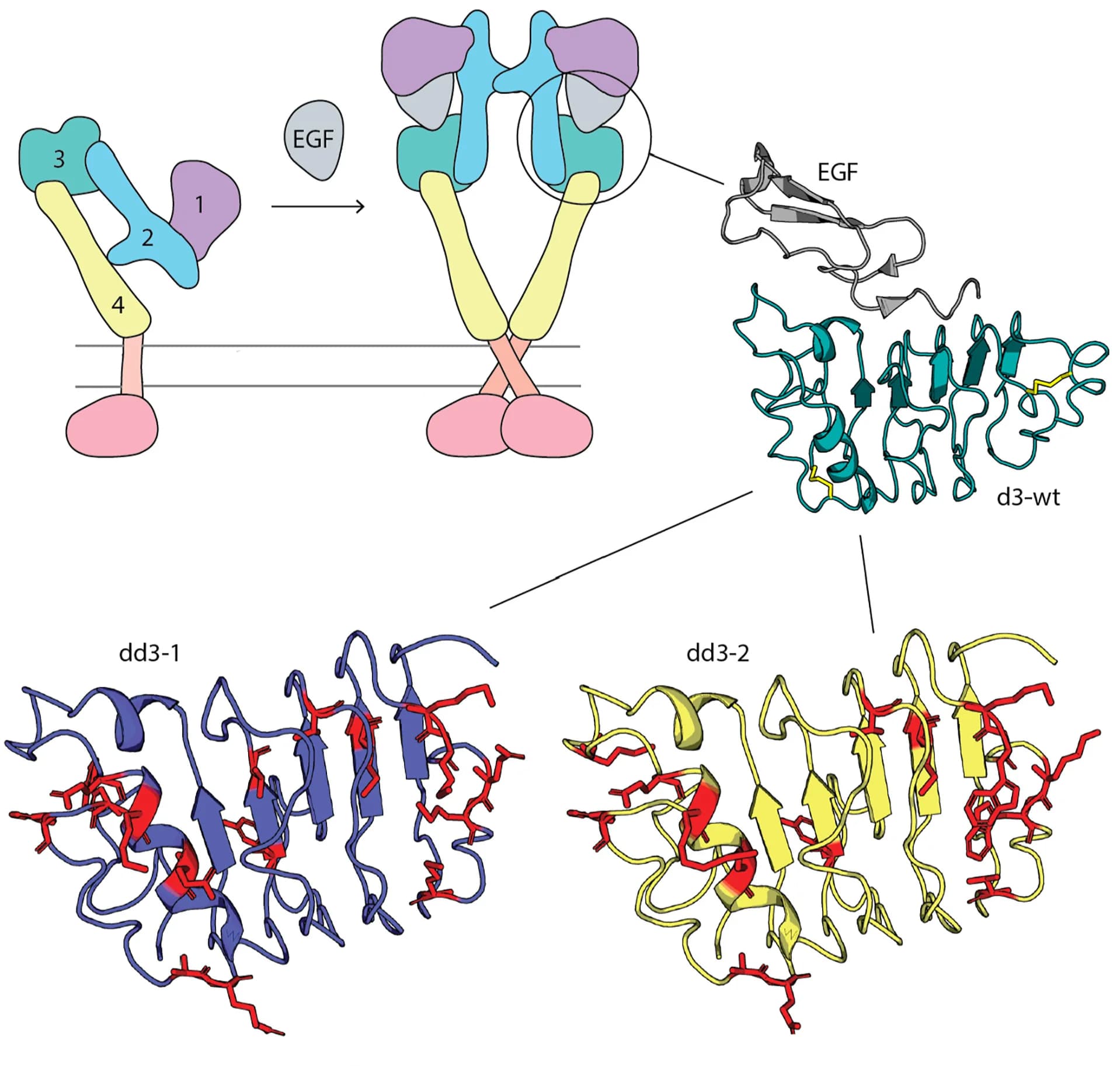 Open access visualization of Illustration, Protein Structure, EGFR, EGF, d3 Domain