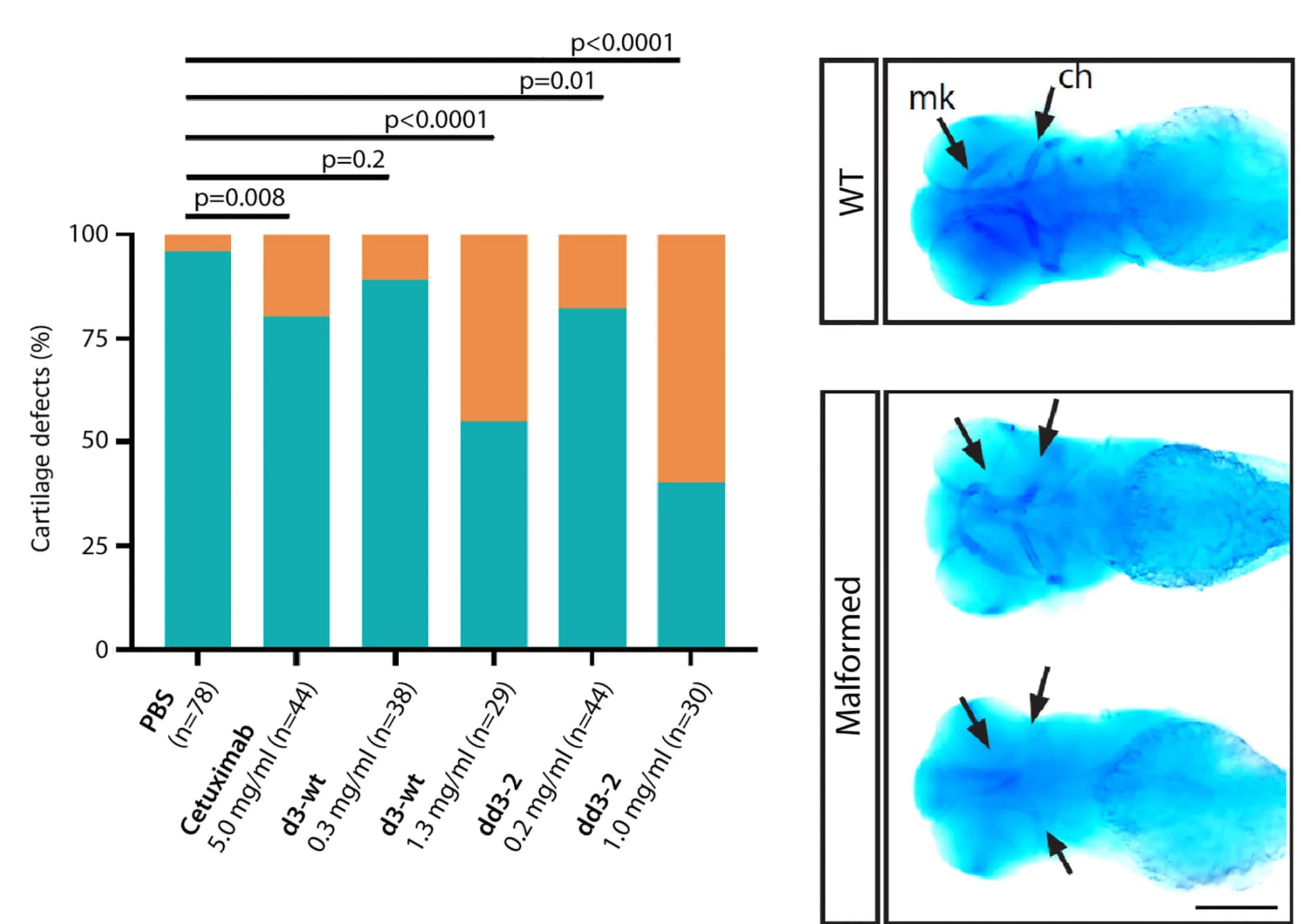 Open access visualization of Stacked Bar Plot, Microscopy, Pharyngeal Skeleton, Zebrafish Embryos, Alcian Blue Staining