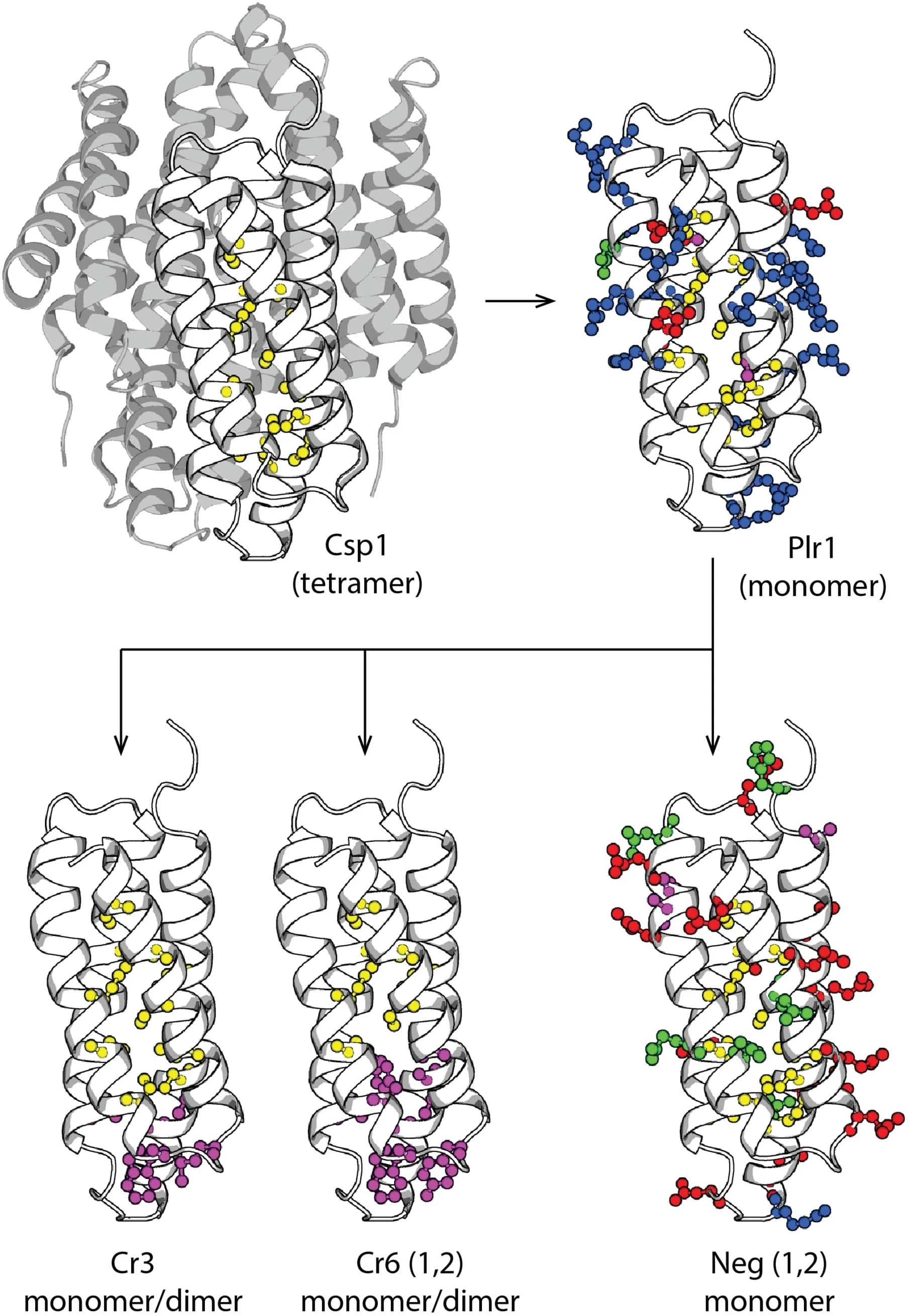 Open access visualization of Protein Structure, Copper-binding Proteins, Csp1, Cysteine, Polar side chains