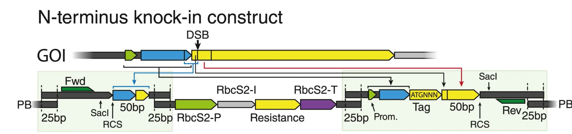Open access visualization of Workflow, Illustration, N-Terminal Knockin, Linker, 5' UTR