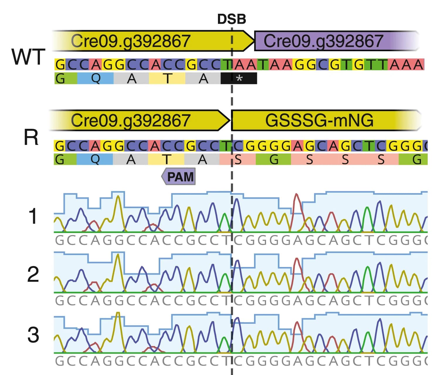 Open access visualization of Line Plot, Sanger Sequencing, Homology-Directed Integration, Protein Tag