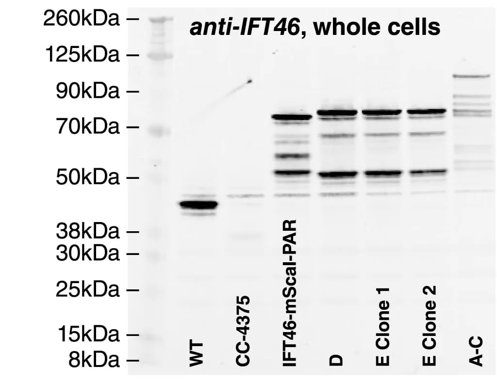 Open access visualization of Gel, Immunoblot, IFT46 Lines, Band Upshifts, Truncation/Degradation