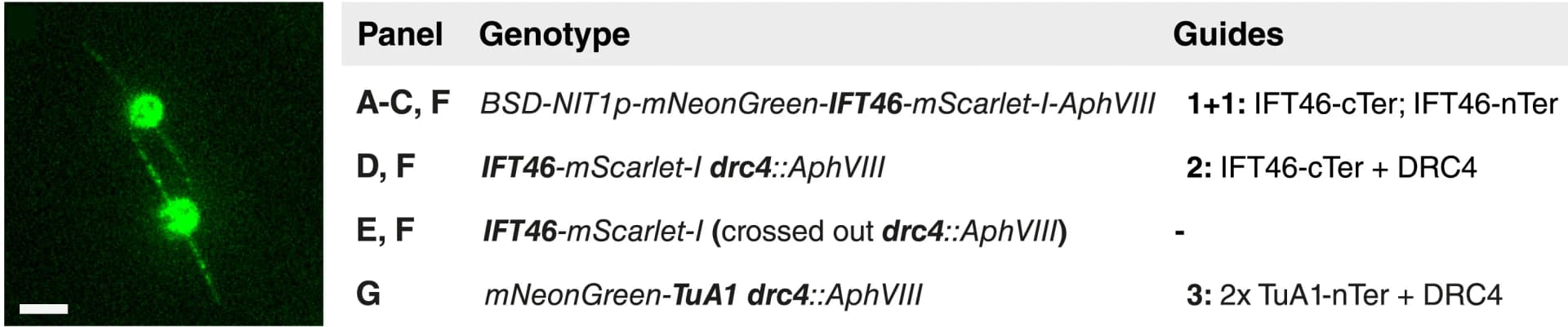 Open access visualization of Microscopy, Maximum Intensity Projection, Endogenous mNeonGreen-TuA1 DRC4, Co-Targeting Construct, Multiguide Fragment Substitution