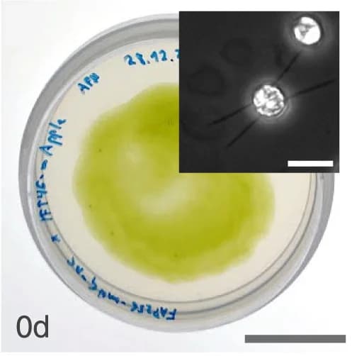 Open access visualization of Microscopy, Photo, Gametes, Quadroflagellates, TAP Agar