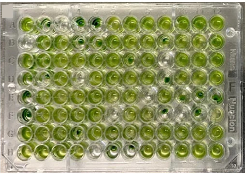 Open access visualization of Gel, Progeny, FAP256-mNeonGreen, IFT46-mApple