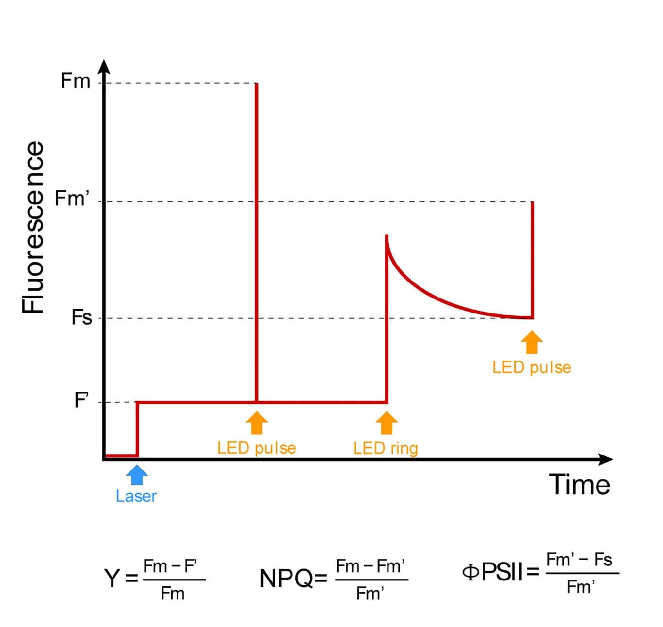 Open access visualization of Line Plot, Line Step, Light Pulses, Photosynthetic Parameters, Actinic Light