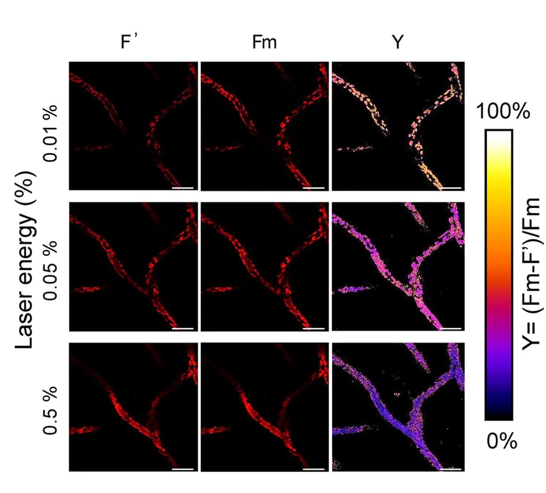 Open access visualization of Microscopy, Fluorescence Images, Chlorophyll, Scale Bar