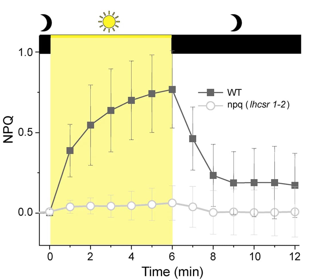 Open access visualization of Line Plot, Error Bars, NPQ, Wild Type, Mutant