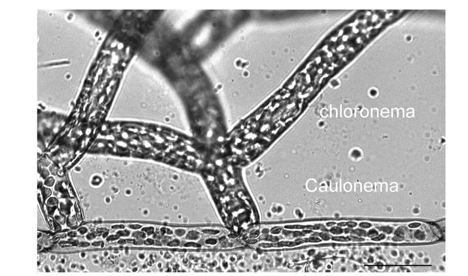 Open access visualization of Microscopy, Photo, Bright-field Image