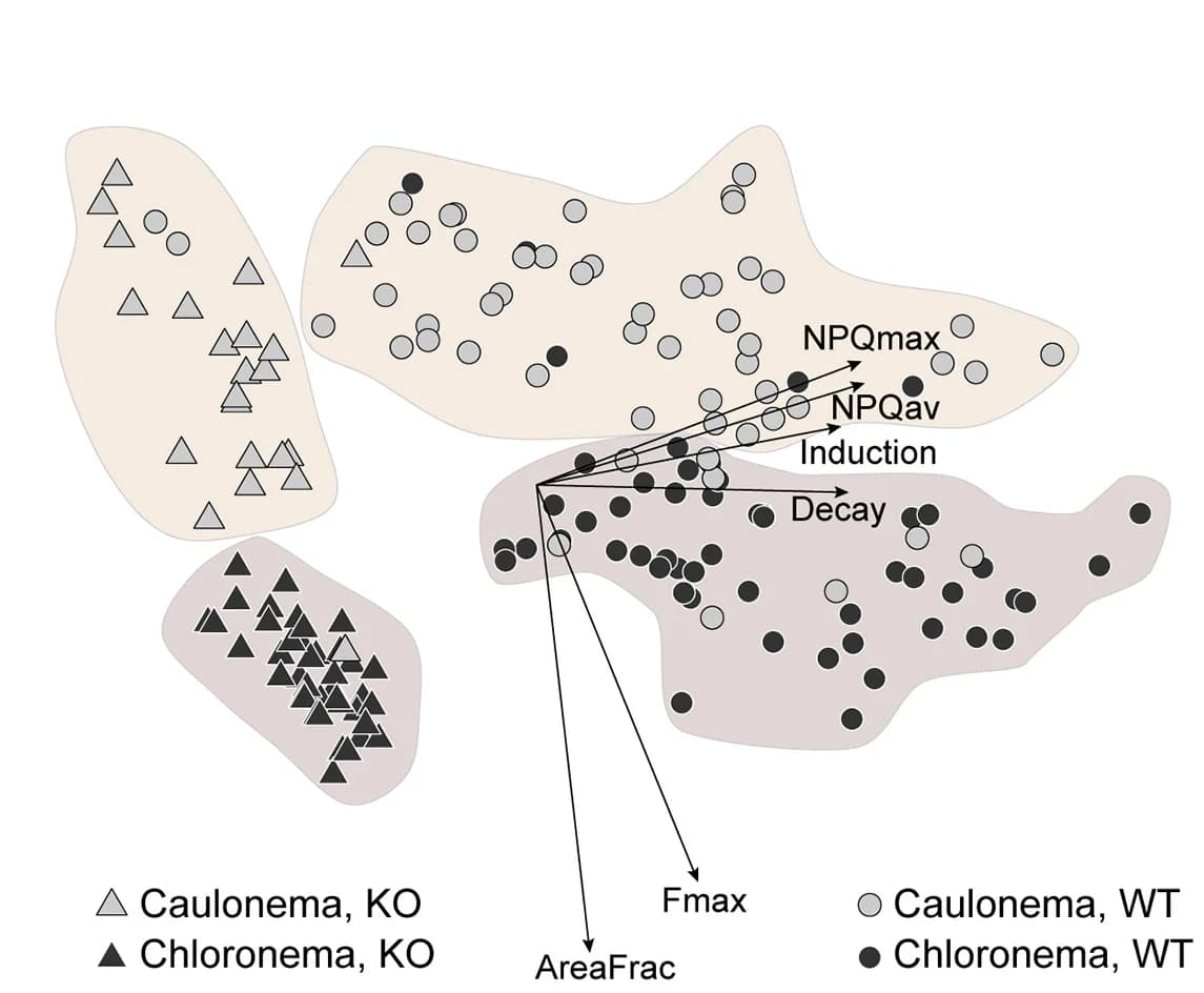 Open access visualization of Scatter Plot, Principal-Component Analysis, Cells, Chloronema, Caulonema