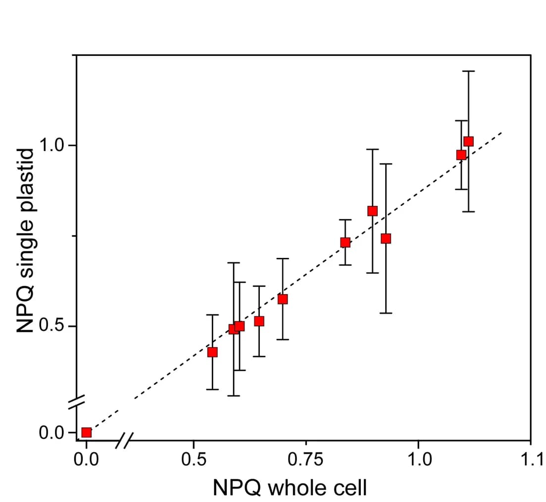 Open access visualization of Scatter Plot, Regression Plot, Error Bars, Plastids, Cells