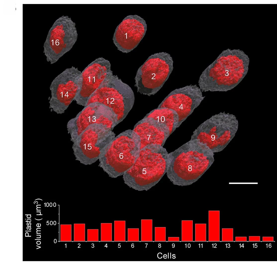 Open access visualization of Bar Plot, Microscopy, 3D Reconstruction, Plastid Chlorophyll Fluorescence, Microalgae