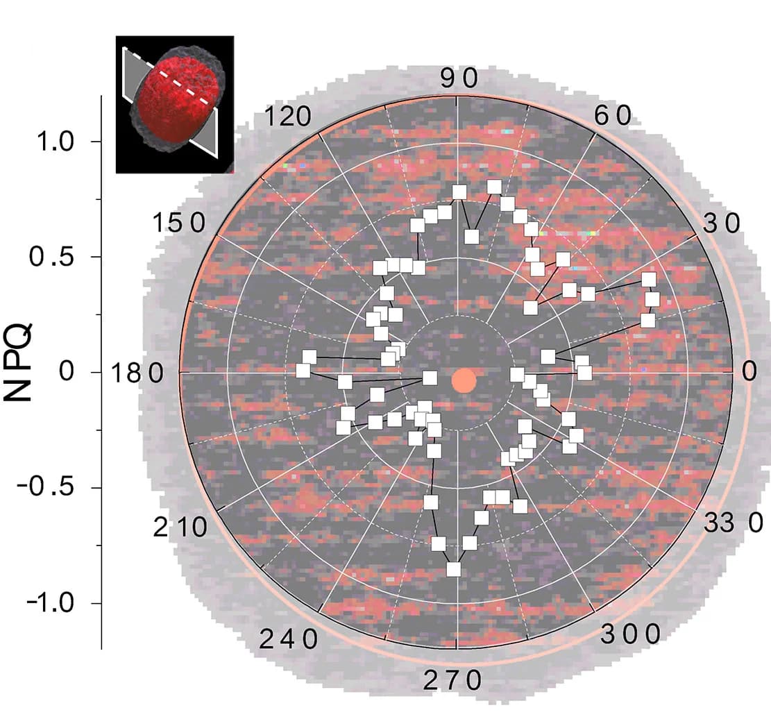 Open access visualization of Line Plot, Heatmap, Radar Plot, NPQ, Symbiotic Microalgae