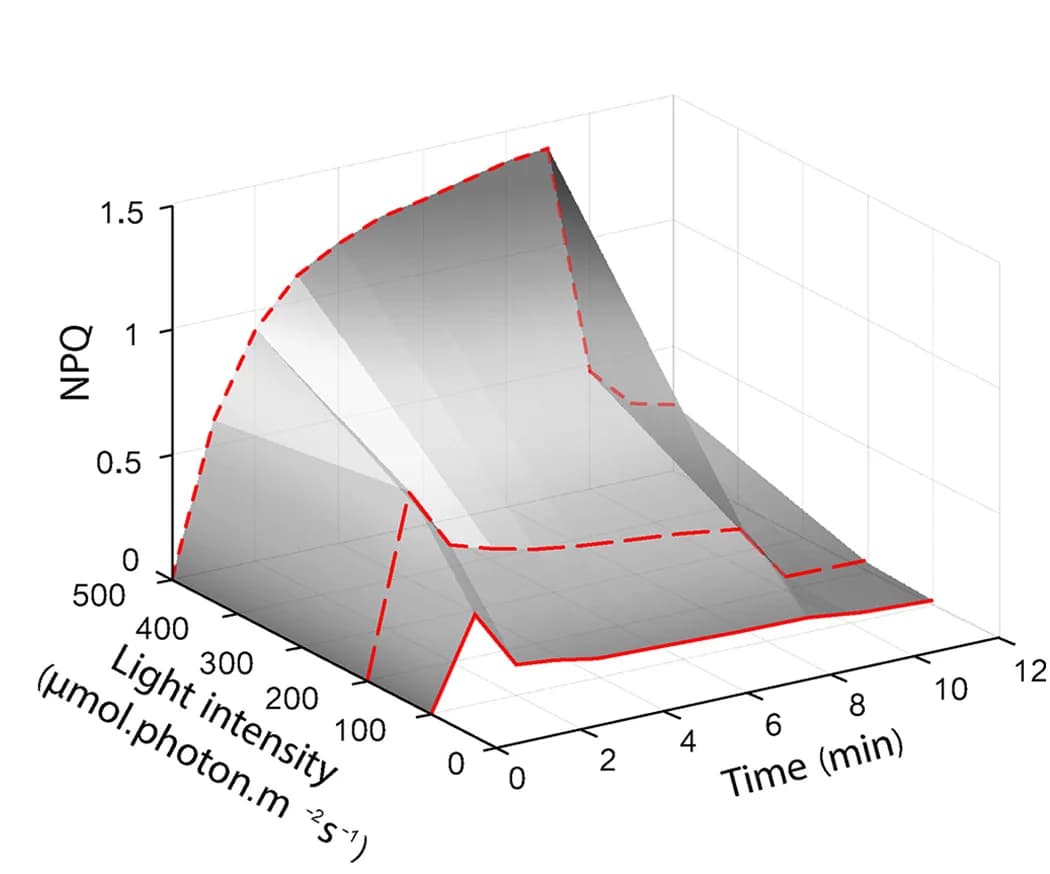 Open access visualization of 3D Plot, NPQ, Leaf Anatomy, Abaxial Side, Adaxial Side