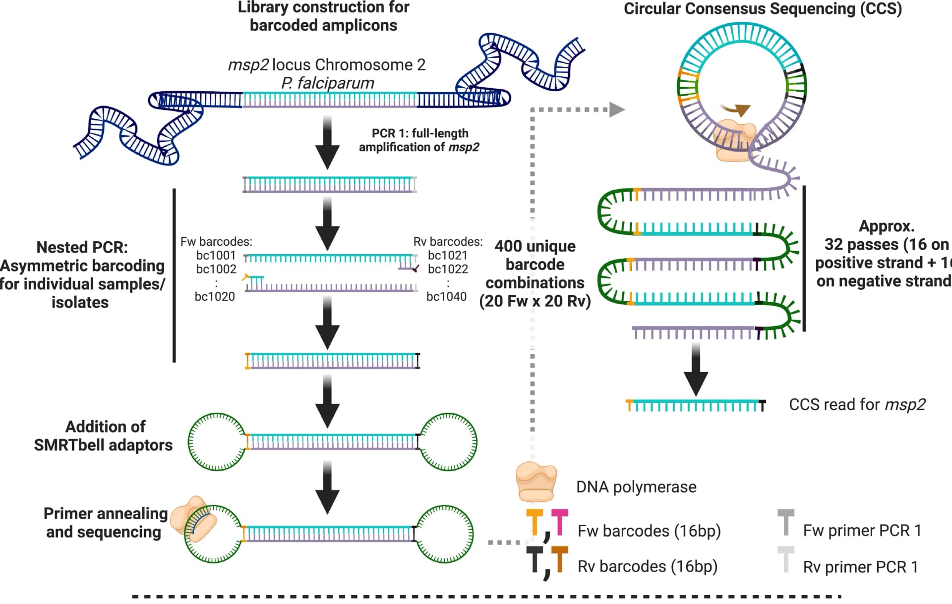 Open access visualization of Workflow, Illustration, PCR, Primers, Amplicons