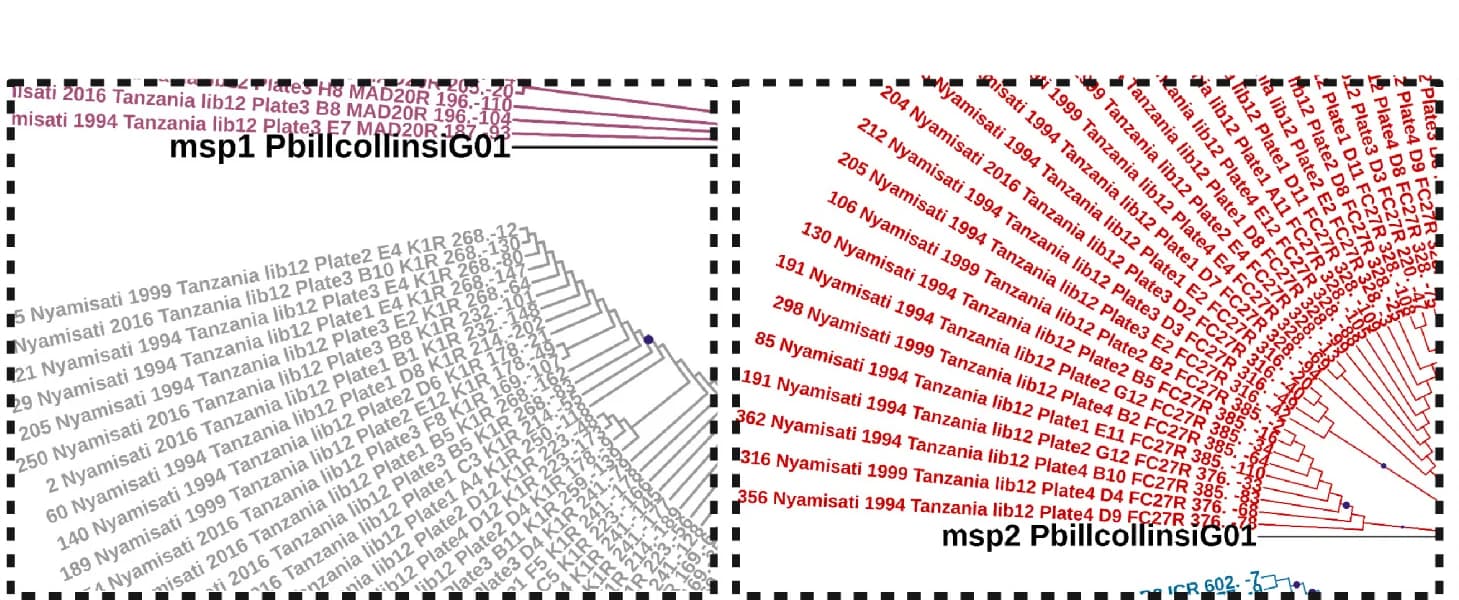 Open access visualization of Network, Phylogenetic Tree, Trees, Structure, Table S5