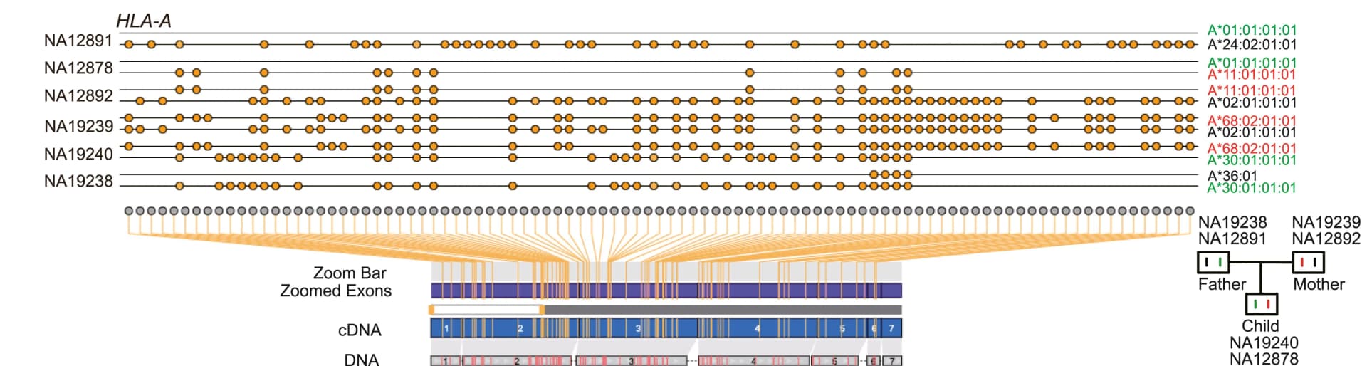 Open access visualization of Line Plot, Bar Plot, Network, HLA-A Genotypes, SpecHLA