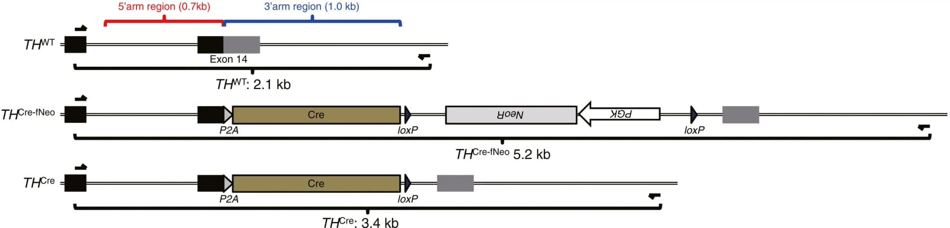 Open access visualization of Illustration, THWT, THCre-fNeo, THCre, Homology arm regions