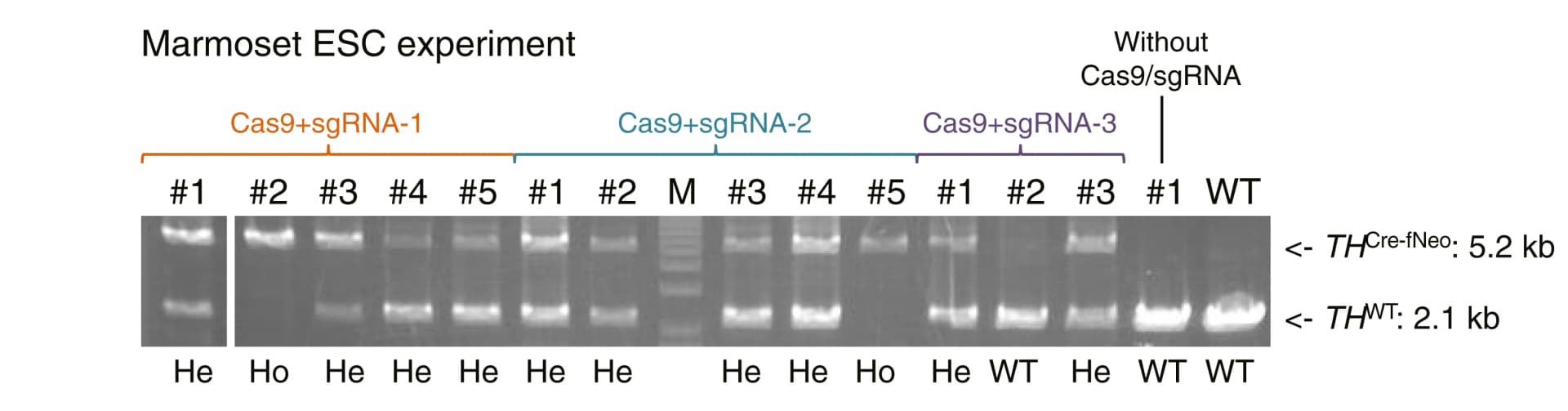 Open access visualization of Gel, Genotyping PCR, NeoR ESC clones, Cas9, sgRNA-1