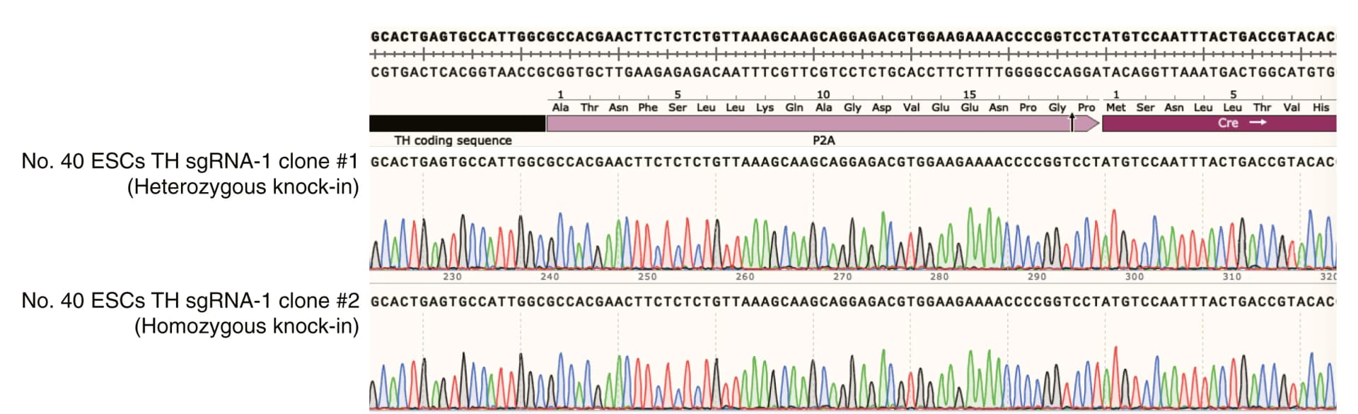 Open access visualization of Line Plot, Sanger sequencing, KI alleles, Cas9, sgRNA-1