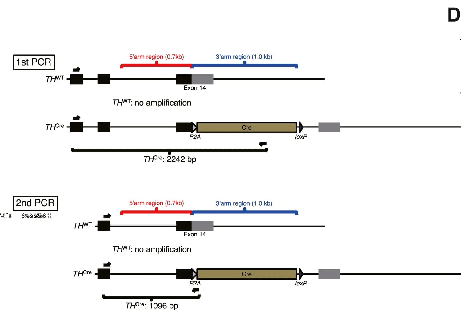 Open access visualization of Illustration, Two-Step PCR, KI Allele Detection, Primers, KI Vector