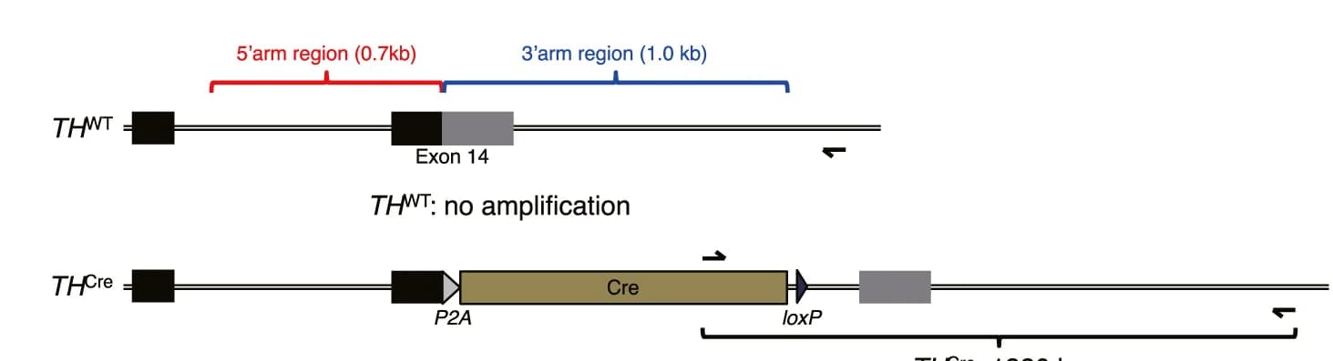 Open access visualization of Illustration, One-Step PCR, KI Allele Detection, Primers, KI Allele