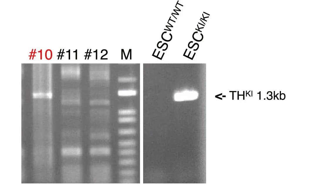 Open access visualization of Gel, Genotyping PCR Analysis, Genomic DNA, Marmoset Early-Stage Embryos, Knocked In