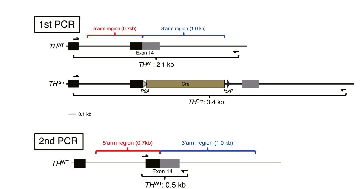 Open access visualization of Workflow, Illustration, Two-Step PCR, WT Allele Detection, Primers