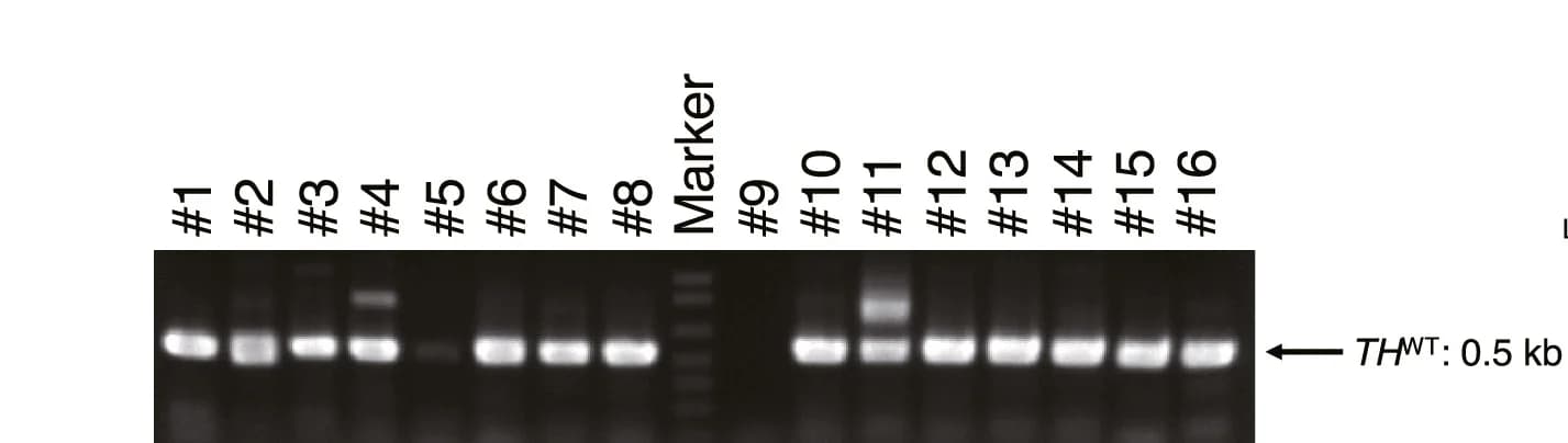 Open access visualization of Gel, Genotyping PCR, WT Allele Analysis, Genomic DNA, Marmoset Early-Stage Embryos