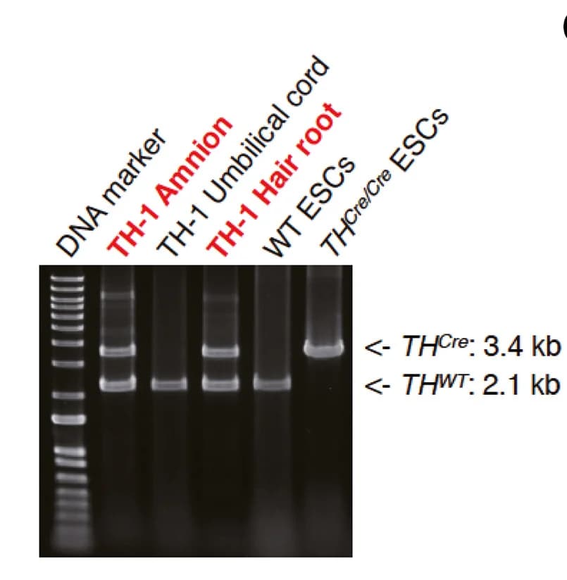 Open access visualization of Gel, Genotyping PCR, TH-1 Tissues, ESCs