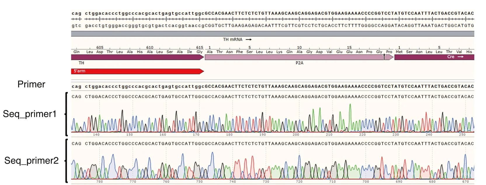 Open access visualization of Line Plot, DNA Sequencing, TH-1, KI Allele, WT Allele