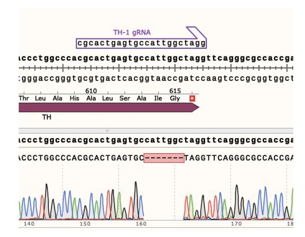 Open access visualization of Line Plot, DNA Sequencing, TH-1, KI Allele, WT Allele