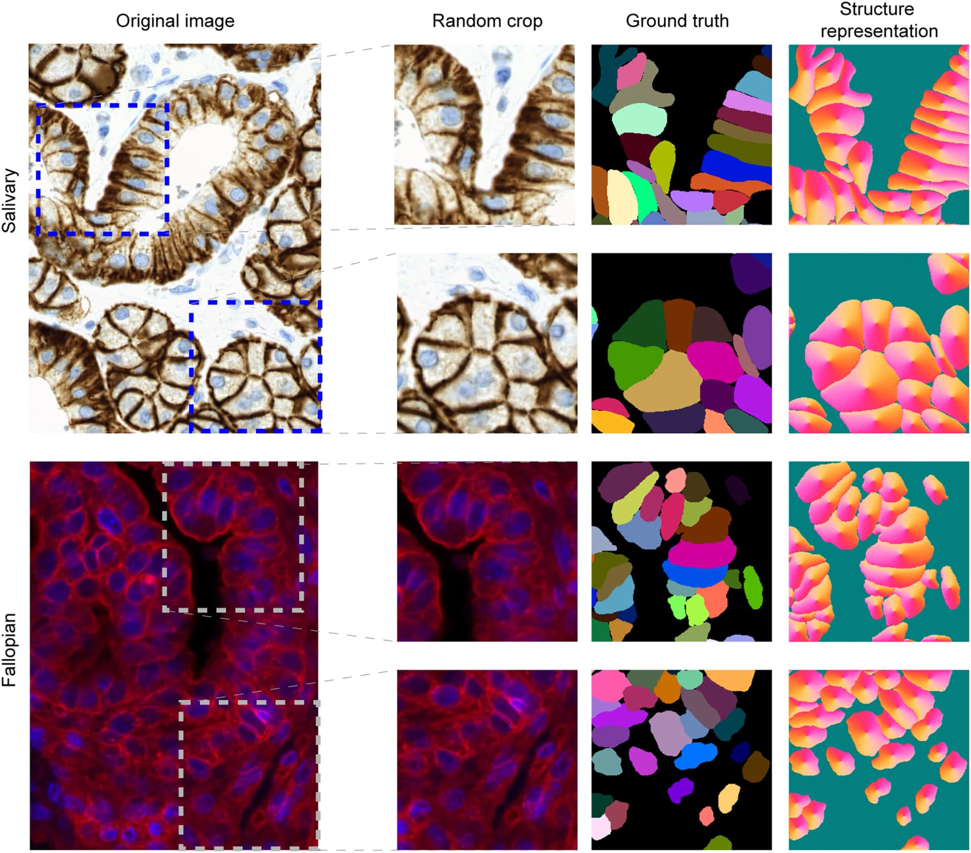 Open access visualization of Microscopy, Salivary Gland, Fallopian Tube, Image Crops, Labeled Masks