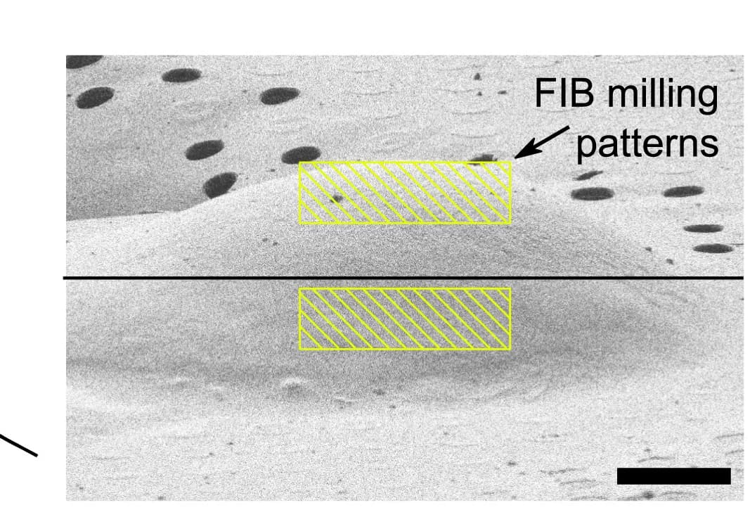 Open access visualization of Microscopy, Milling Pattern, FIB, Cellular Structure, Rough Milling