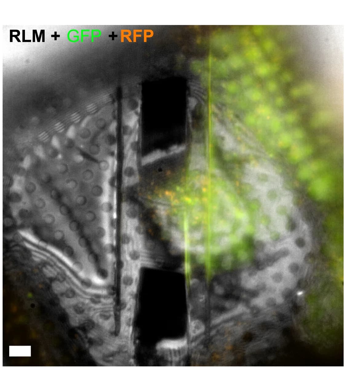Open access visualization of Microscopy, Lamella, Fluorescence Microscopy, Reflected Light, Rough Milling