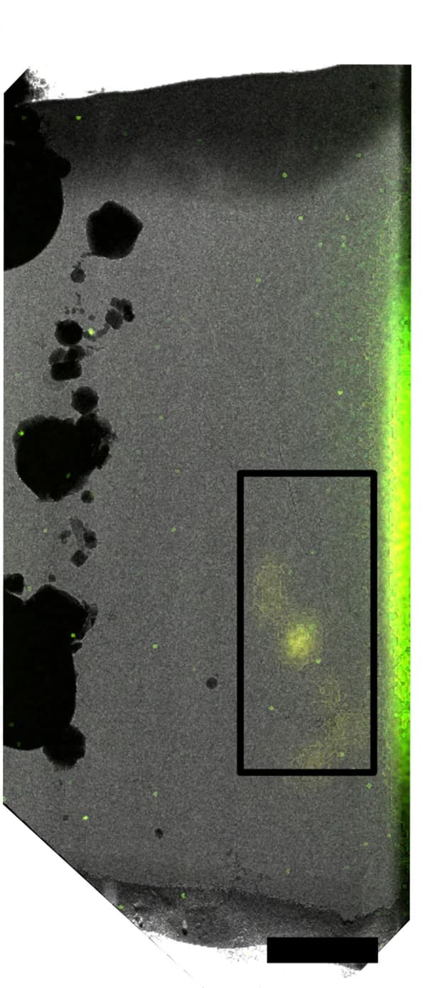 Open access visualization of Microscopy, TEM, Fluorescence Data, Lamella, Reflected Light