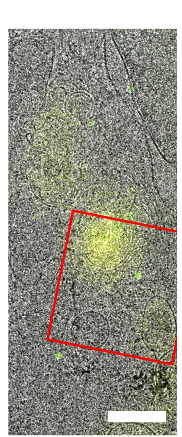 Open access visualization of Microscopy, TEM, Lamella