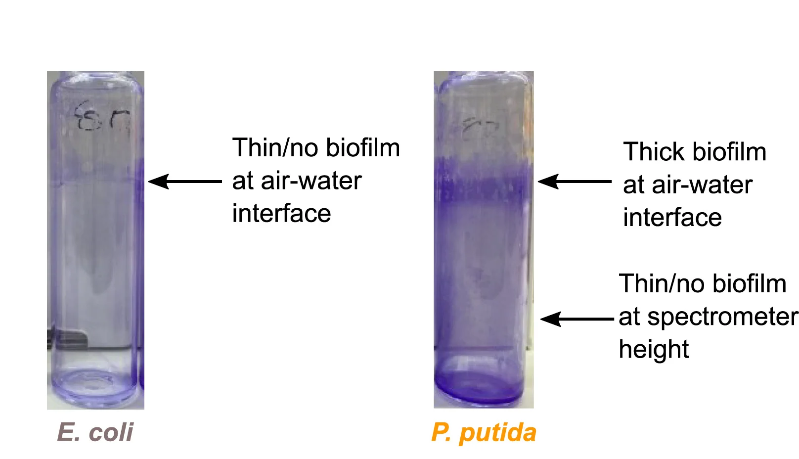 Open access visualization of Photo, Biofilms, Crystal Violet, E. coli, P. putida KT2440