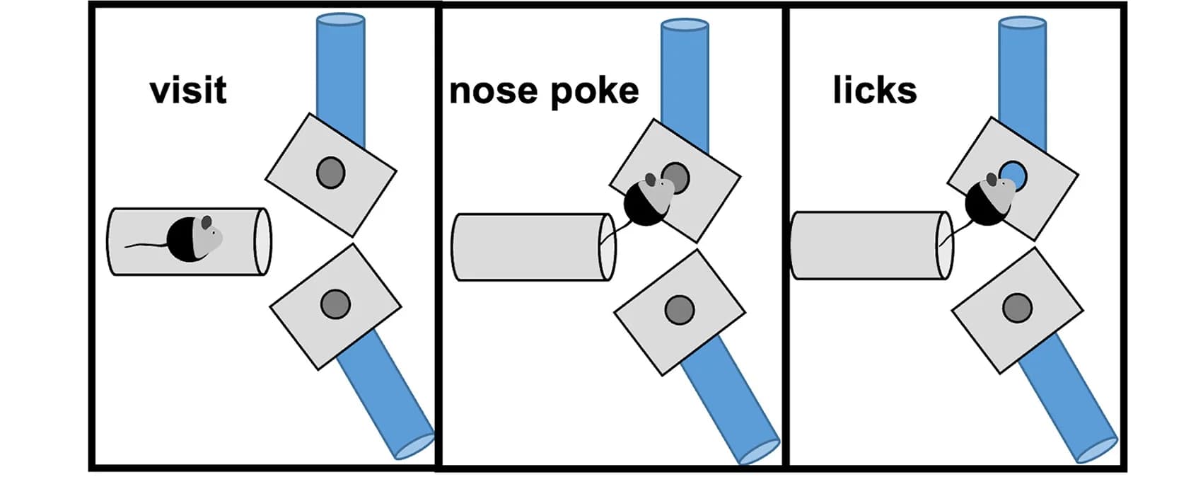 Open access visualization of Workflow, Flowchart, Illustration, Behavior Readouts, Mice
