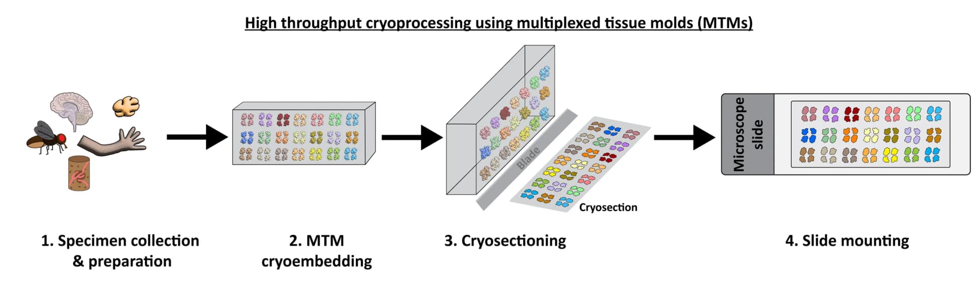 Open access visualization of Workflow, Flowchart, Illustration, MTMs, Cryoembedding