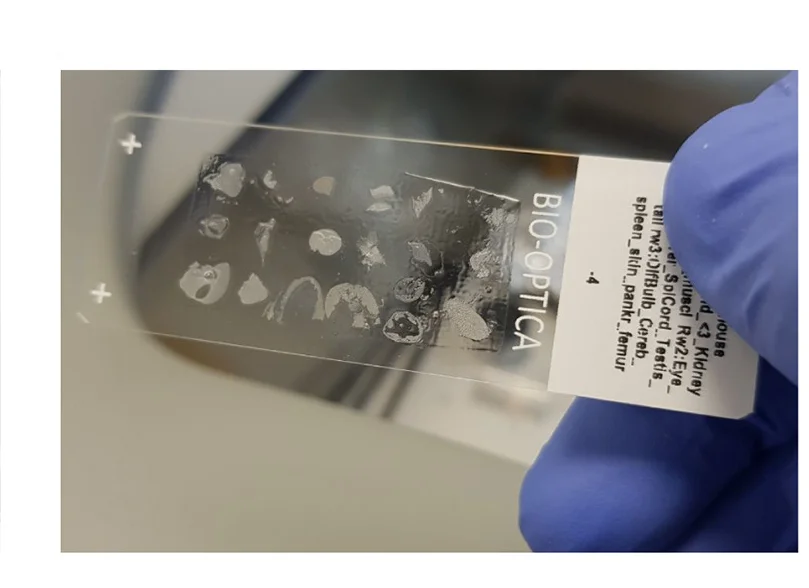 Open access visualization of Microscopy, Multiplexed Tissue Embedding, MTM, Colon, Duodenum