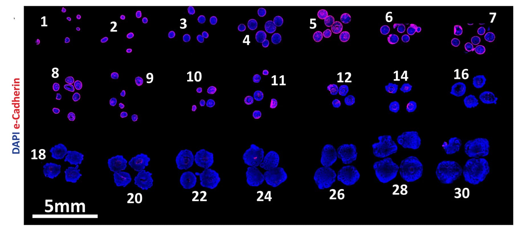 Open access visualization of Microscopy, Immunolabeling, Neural Differentiation, E-cadherin, N-cadherin