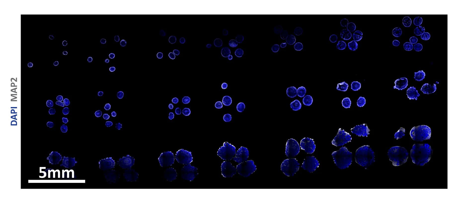 Open access visualization of Microscopy, Immunolabeling, Neural Differentiation, E-cadherin, N-cadherin