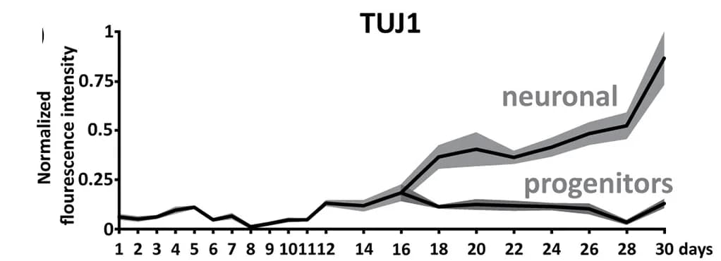 Open access visualization of Line Plot, Error Bars, Fluorescence Intensity, Cerebral Organoid, SOX2