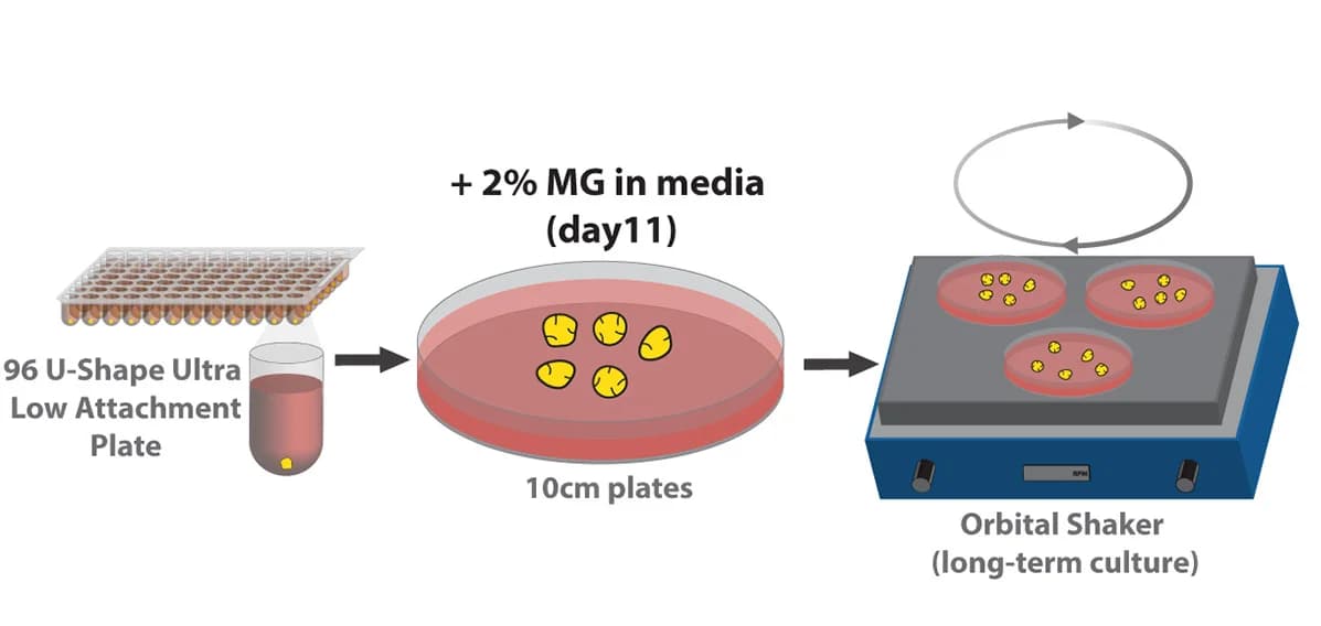 Open access visualization of Workflow, Illustration, Organoid, Protocol, Matrigel
