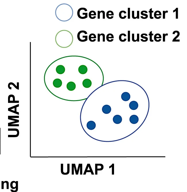 Open access visualization of Scatter Plot, UMAP, Downstream Tasks, HyperG-VAE, Gene Clustering