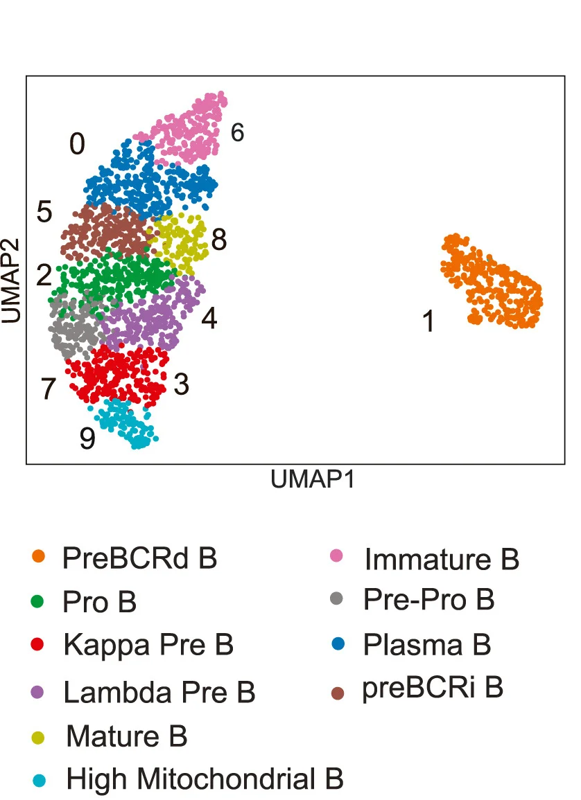 Open access visualization of UMAP, Gene Embedding, Gene Encoder, HyperG-VAE, Developmental B Cell Data