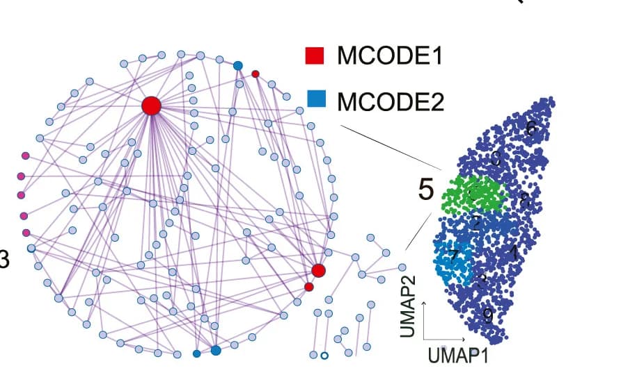 Open access visualization of Network, UMAP, Pathway Enrichment Analysis, Gene Cluster, Molecular Complex Detection