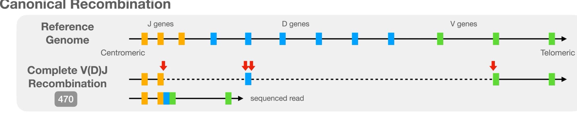 Open access visualization of Workflow, Illustration, Recombination Events, V(D)J Recombination